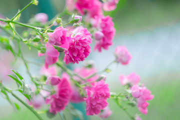 Fototapeta premium flowering rose bush, background with pink flowers rose bush, background with a rose flower, rose bush