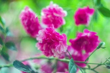 Obraz na płótnie Canvas abstract background with pink flowers rose bush, unfocused blur rose petals, toned, light and bokeh background, abstract unfocused background with a rose flower
