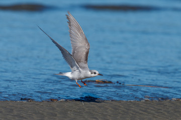 Black-fronted Tern Endemic to New Zealand