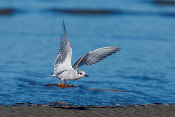 Black-fronted Tern Endemic to New Zealand