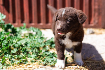 Little puppy has its tongue outside