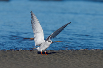 Black-fronted Tern Endemic to New Zealand