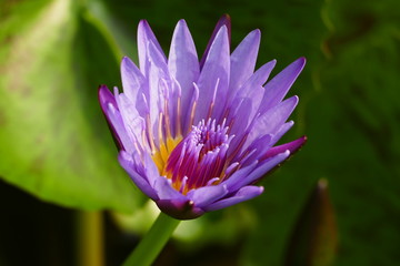 asian lotus flower, purple and yellow color in a lake 