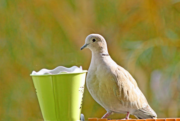 tourterelle sur le balcon 