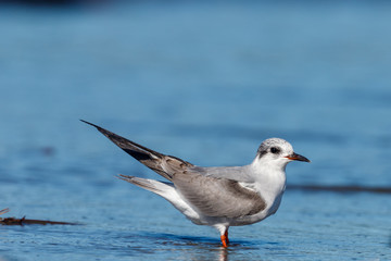Black-fronted Tern Endemic to New Zealand