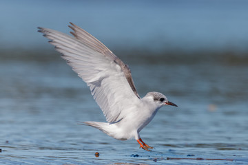 Black-fronted Tern Endemic to New Zealand