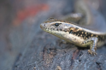 Lizard - Skink close up