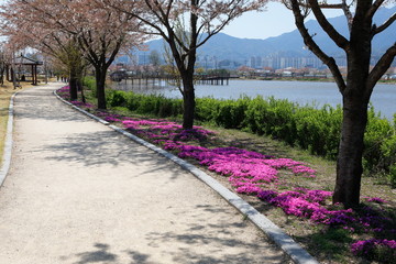 분홍색꽃과 보도가 보이는 아름다운 봄 풍경