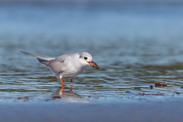 Black-fronted Tern Endemic to New Zealand