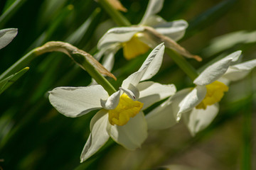 Fototapeta na wymiar Bright Narcissus flowers in the garden, yellow spring flowers on a sunny day, thin green leaves