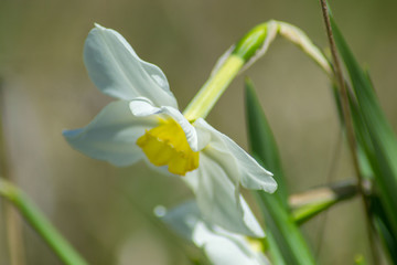 Bright Narcissus flowers in the garden, yellow spring flowers on a sunny day, thin green leaves
