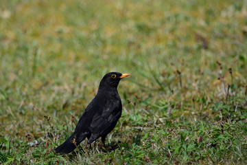 Blackbird on the tgreen grass on a Sunny day