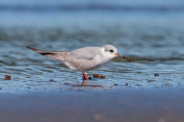 Black-fronted Tern Endemic to New Zealand