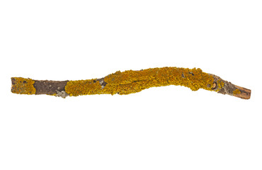 Branch covered with yellow lichen isolated on a white background. A branch of old dry wood is covered with a yellow lichen. Isolated on a white background.