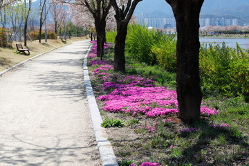 분홍색꽃과 보도가 보이는 아름다운 봄 풍경