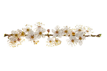 Blackthorn (Prunus spinosa) flowers isolated on a white background. Prunus spinosa, called blackthorn or sloe, is a species of flowering plant in the rose family Rosaceae.  - obrazy, fototapety, plakaty