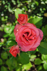 orange rose  in the garden close up, rose