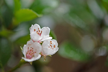 White flower in the rain