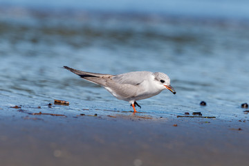 Black-fronted Tern Endemic to New Zealand