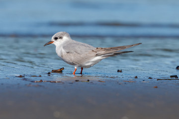 Black-fronted Tern Endemic to New Zealand
