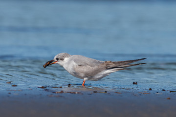 Black-fronted Tern Endemic to New Zealand