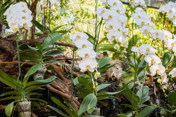 Beautiful Phalaenopsis Orchid flower blooming in garden floral background