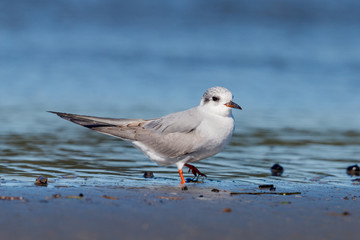 Black-fronted Tern Endemic to New Zealand