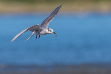 Black-fronted Tern Endemic to New Zealand