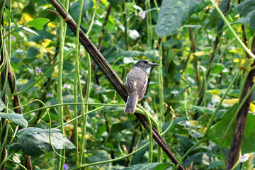 bird on a branch