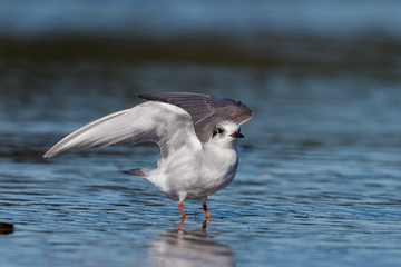 Black-fronted Tern Endemic to New Zealand
