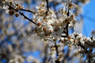 blooming cherry plum on a branch