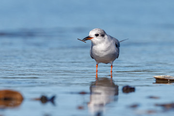 Black-fronted Tern Endemic to New Zealand