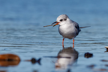 Black-fronted Tern Endemic to New Zealand
