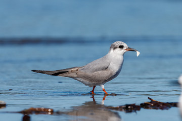 Black-fronted Tern Endemic to New Zealand