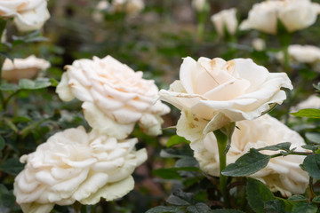 Beautiful white roses flower in the garden