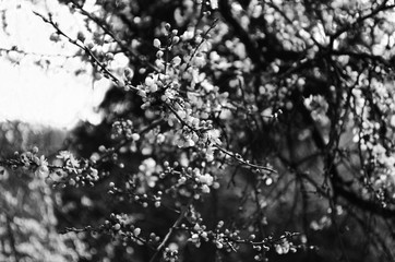 blooming cherry plum on a branch