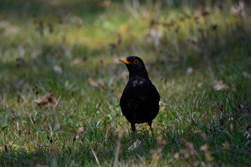 Blackbird on the tgreen grass on a Sunny day