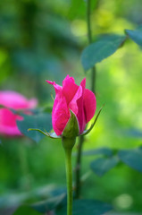 pink rose  in the garden close up, rose, background with pink rose