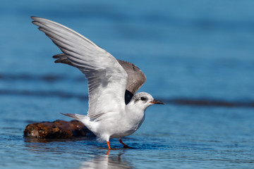 Black-fronted Tern Endemic to New Zealand