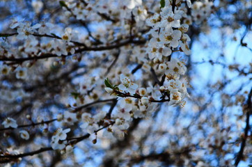blooming cherry plum on a branch