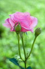 pink rose  in the garden close up, rose, background with pink rose