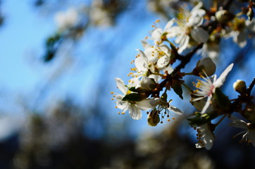 blooming cherry plum on a branch
