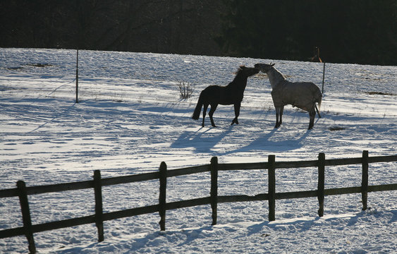 Horse in a farm in H&oslash;sterk&oslash;b in 2006