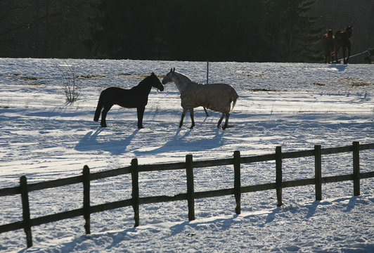 Horse in a farm in H&oslash;sterk&oslash;b in 2006