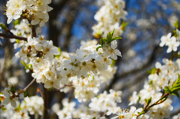 blooming cherry plum on a branch