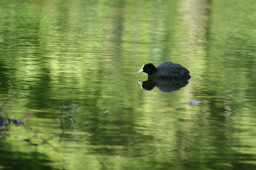 Pond behind Sjælsø skole