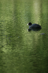Pond behind Sjælsø skole