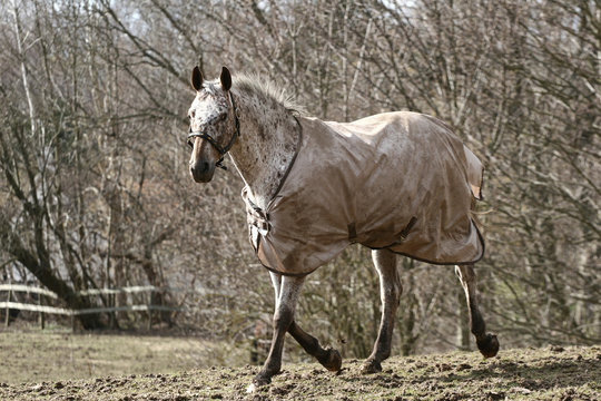 Horse in a farm in H&oslash;sterk&oslash;b in 2006