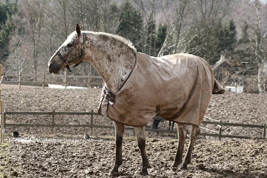 Horse in a farm in H&oslash;sterk&oslash;b in 2006