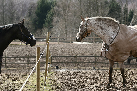 Horse in a farm in H&oslash;sterk&oslash;b in 2006